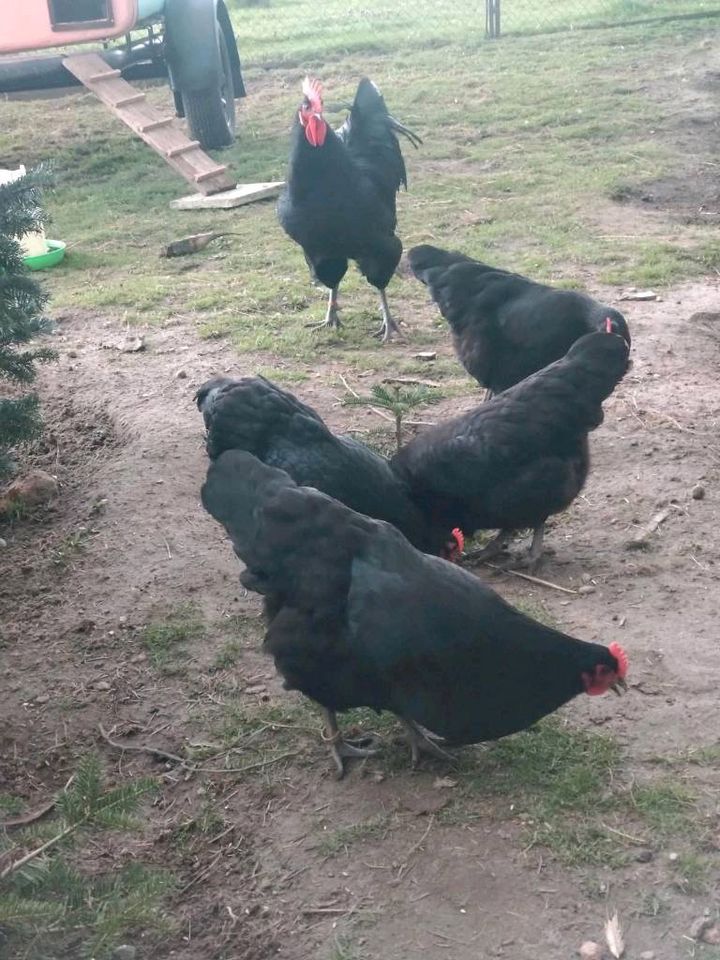 Schwarze Australorps Bruteier in Groß BE Hühner Hahn Küken Hennen in Kalbe (Milde)