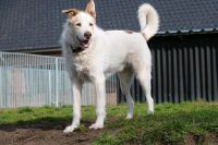 Tierschutzhund Fritz sucht ein Zuhause Niedersachsen - Winsen (Luhe) Vorschau