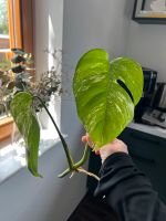 Steckling Monstera Variegata Hessen - Lorsch Vorschau