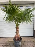 Washingtonia Robusta Palmen - Gesamthöhe ca.1,60 M Rheinland-Pfalz - Bad Bergzabern Vorschau