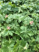 Balkan Storchschnabel Geranium rosa/pink Staude Bodendecker Nordrhein-Westfalen - Billerbeck Vorschau