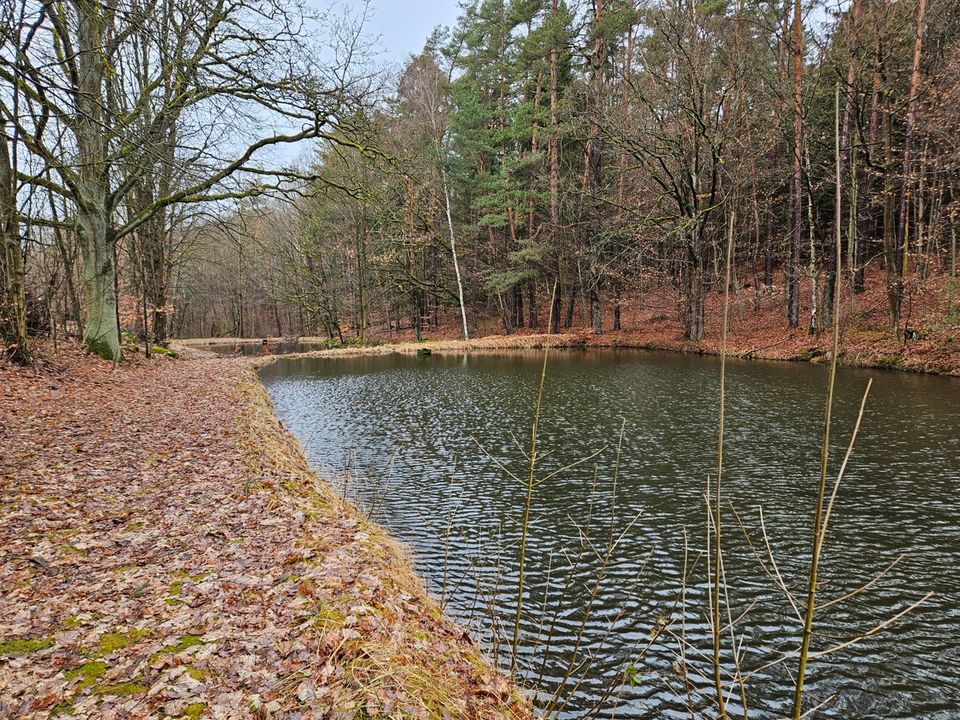 Idyllisch gelegenes Wald- und Teichgrundstück bei Leuchtenberg zu verkaufen in Leuchtenberg