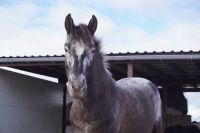 Pony zu verkaufen Rheinland-Pfalz - Westhofen Vorschau
