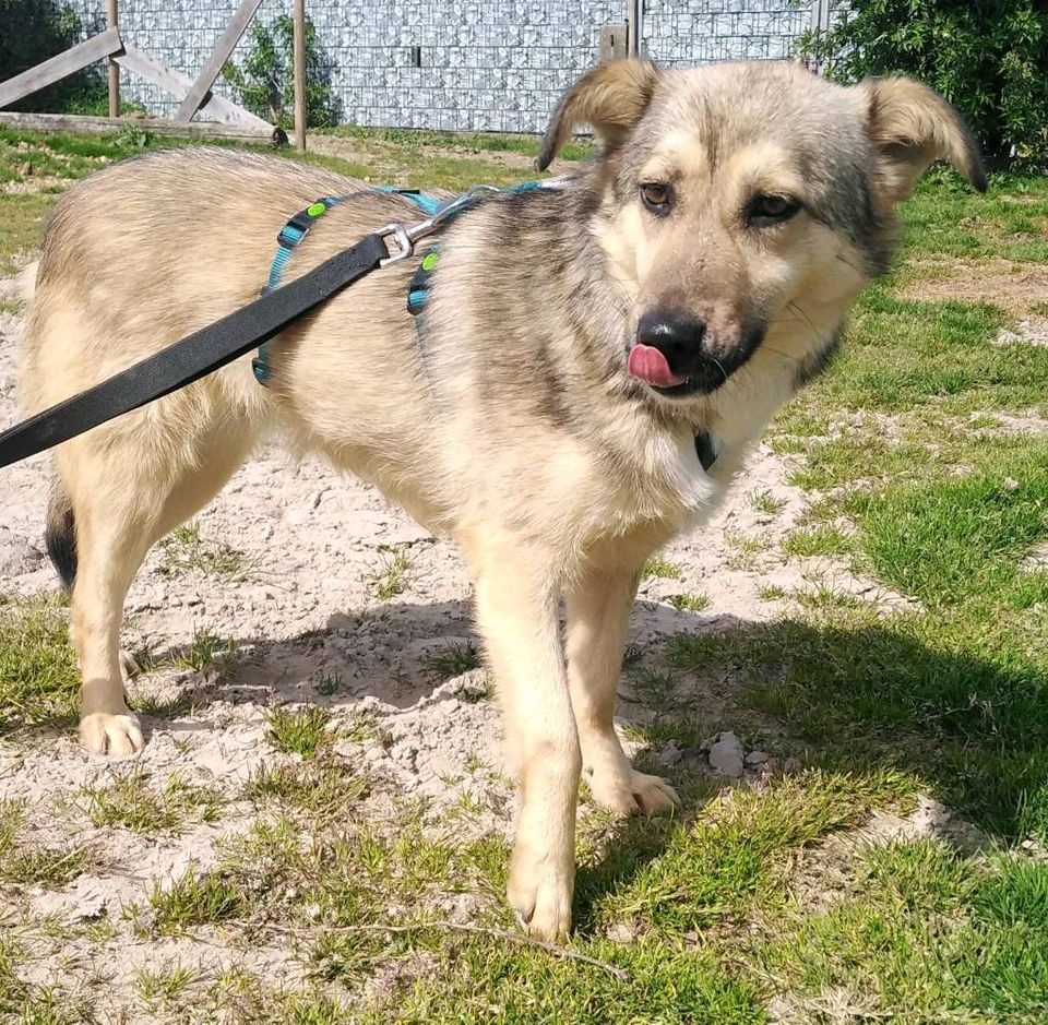 CORRY, lieb, menschenbezogen in Hünfelden