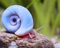 Avatar Posthornschnecke - Planorbella duryi duryi ( Blaue PHS ) Baden-Württemberg - Gengenbach Vorschau