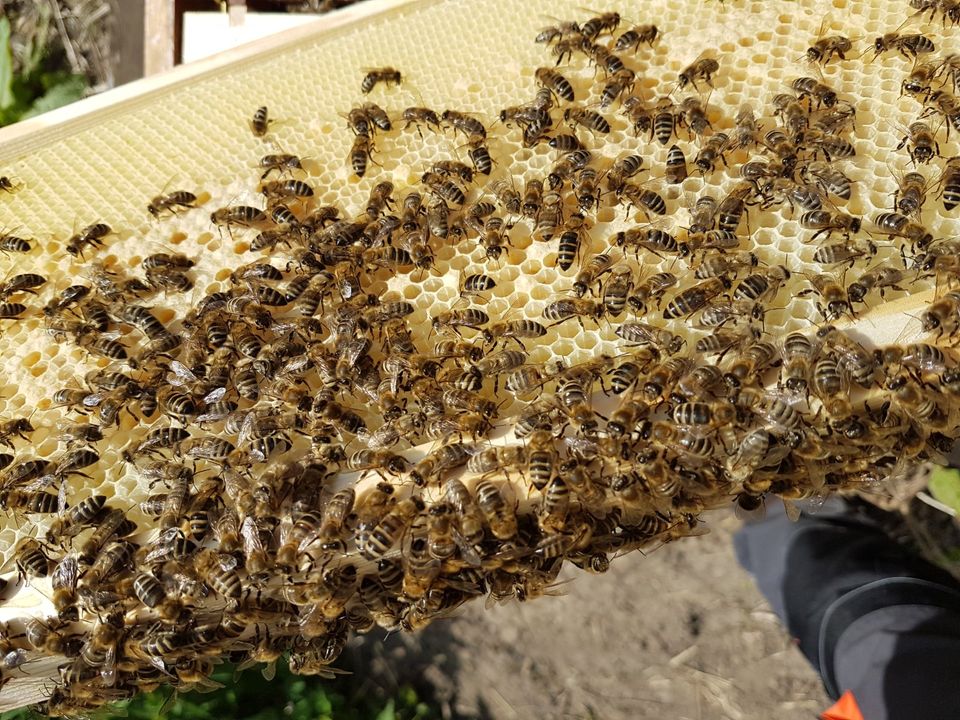 Bienen: Carnica Ableger Zander Gesundheitszeugnis Wiesbaden in Wiesbaden