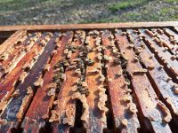 1 Bienenvolk Naturwabenvau in Einraumbeute incl Beute Bayern - Ohrenbach Vorschau