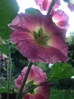 ❣️Stockrose, Bauernrose, Samen Nordrhein-Westfalen - Pulheim Vorschau