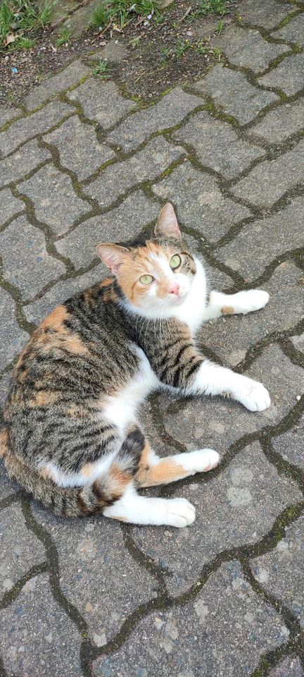 Katze gefunden in Wolfsburg