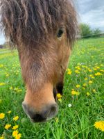 Liebe Ponys suchen Stallhilfe am Wochenende Nordrhein-Westfalen - Isselburg Vorschau