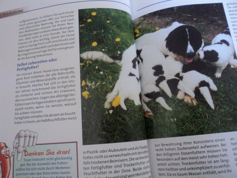 Mein gesunder Neufundländer und Landseer in Am Mellensee