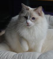 Ein liebevoller Ragdoll-Schatz mit Stammbaum sucht Sie! Niedersachsen - Hildesheim Vorschau