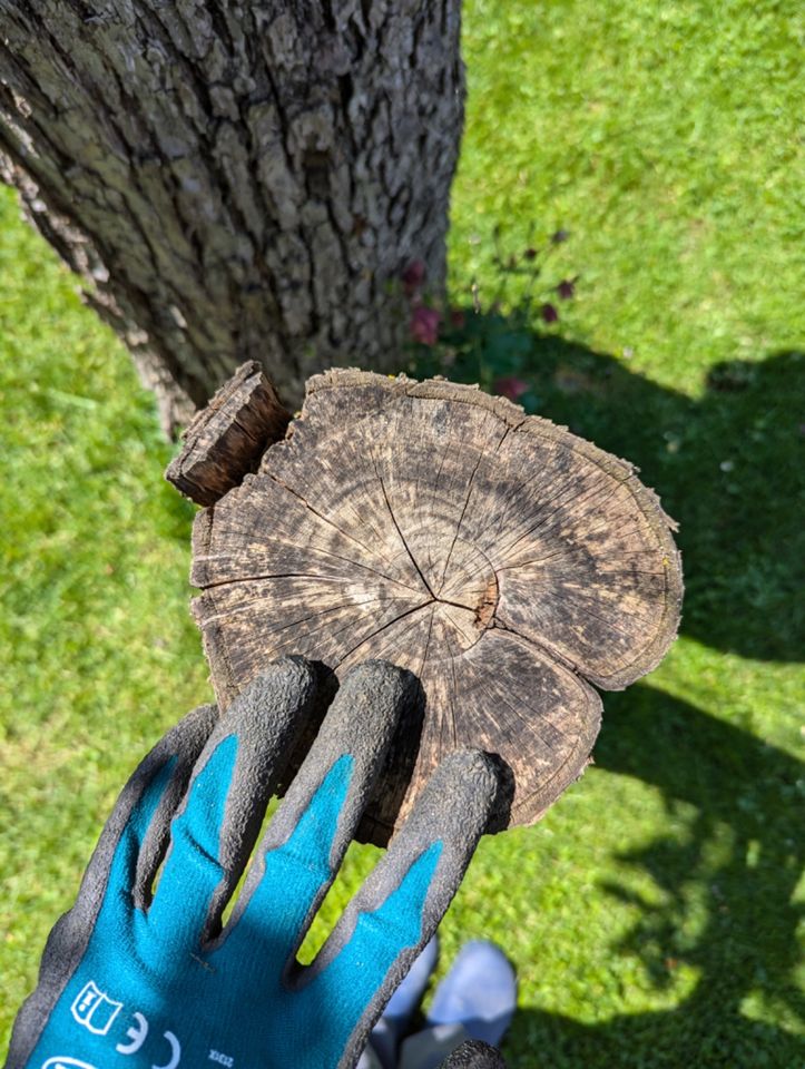 Pfirsich Stamm Holz Zwetschge Pflaume Wurzel in Tauberbischofsheim