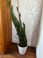 Großer Kaktus inkl Blumentopf Rheinland-Pfalz - Utscheid Vorschau