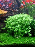 Rotala rotundifolia green Freiburg im Breisgau - Umkirch Vorschau