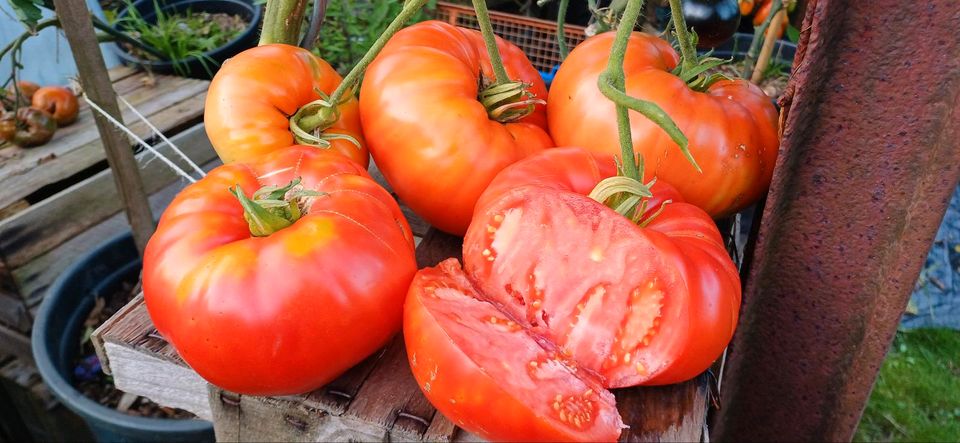 Alte Sorte: Crnkovic Yugoslavian, samenfest, Tomatensamen, Saatgu in Oldenburg