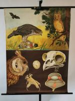 Schulkarte Wandkarte Lehrkarte Vintage Deko Raubvögel Vogel München - Sendling-Westpark Vorschau