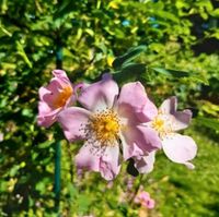 Wilde Rose, rosa Blüten Hansestadt Demmin - Demmin Vorschau
