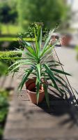 Yucca-Palme Bayern - Beilngries Vorschau