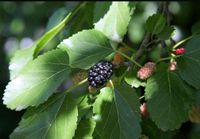 100 Samen Schwarze Maulbeerbaum(Morus nigra) , Obstbaum Rheinland-Pfalz - Langenbach Vorschau