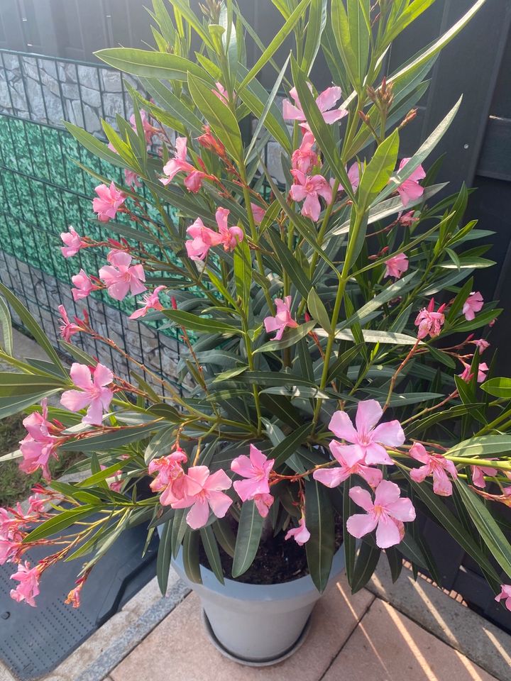 Oleander rosa ohne Topf zu verkaufen in Worms