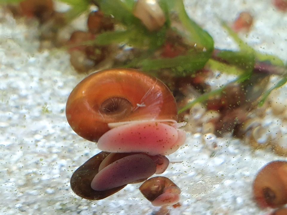 20 Rote Posthornschnecken für das Aquarium in Lünen