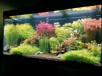 Aquarium Juwel Rio 350 Komplettpaket mit viel Zubehör Nordrhein-Westfalen - Eschweiler Vorschau