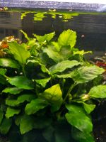 Anubias barteri var. nana für 4 Ableger Thüringen - Themar Vorschau