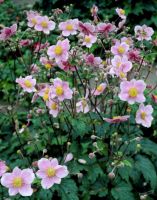 Garten Stauden  Robustissima  tonenrose Anemone Bayern - Ebensfeld Vorschau