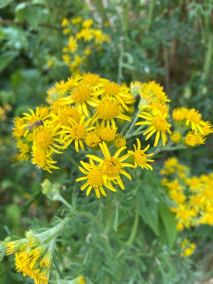 Stellfläche für Bienen in Aurich