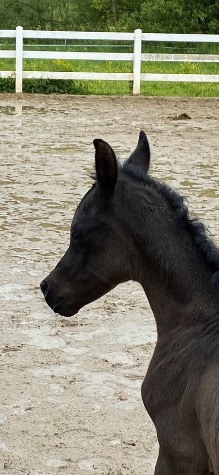 Vollblutaraber  - Hengst - Rappe in Starzach