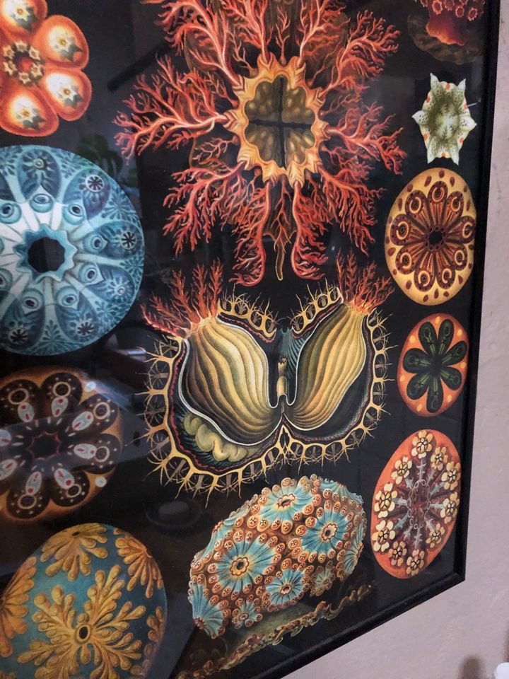 Ernst Haeckel Flora Fauna Tiefsee Plakat gerahmt in Lützen Dehlitz