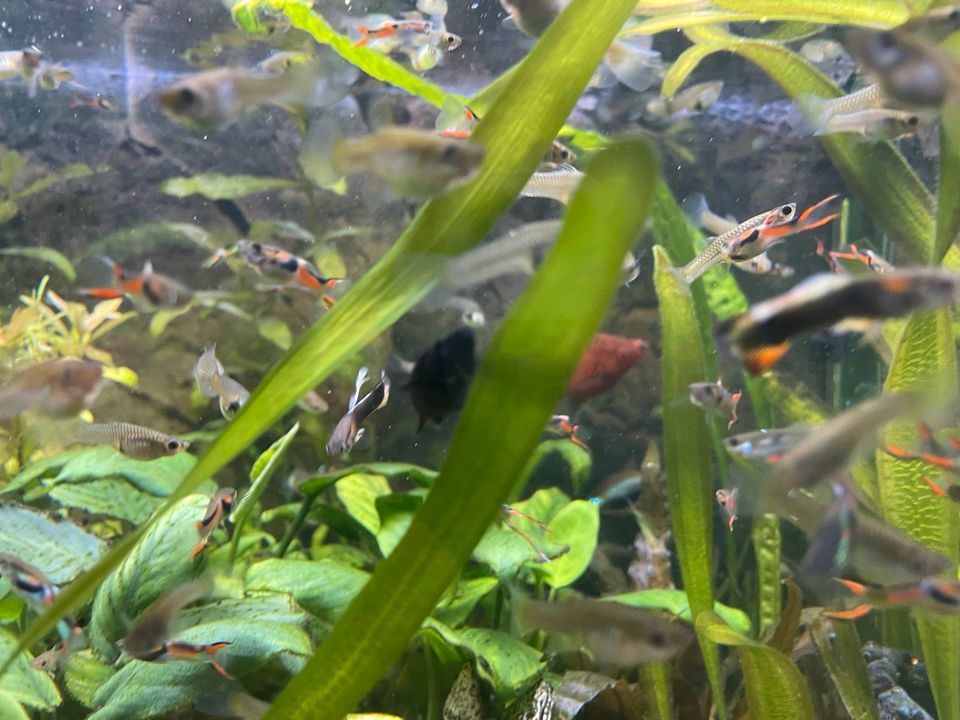 Aquarium Fische Endler guppys in München