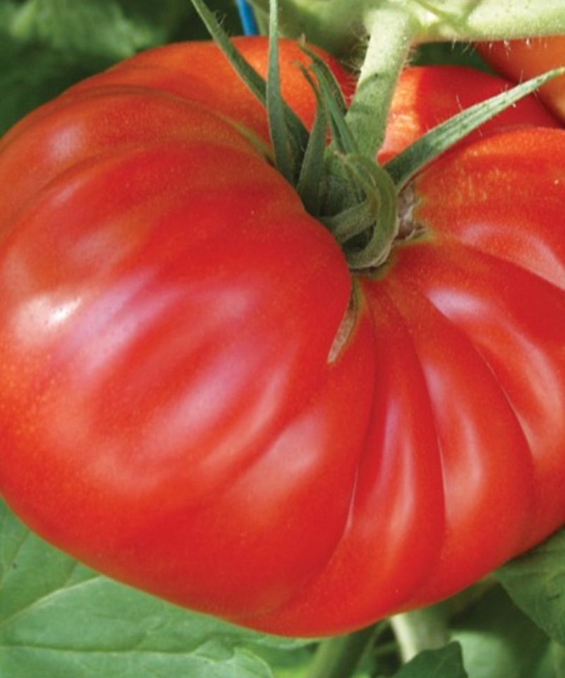 Bio fleisch Tomate Pflanzen in Köngen