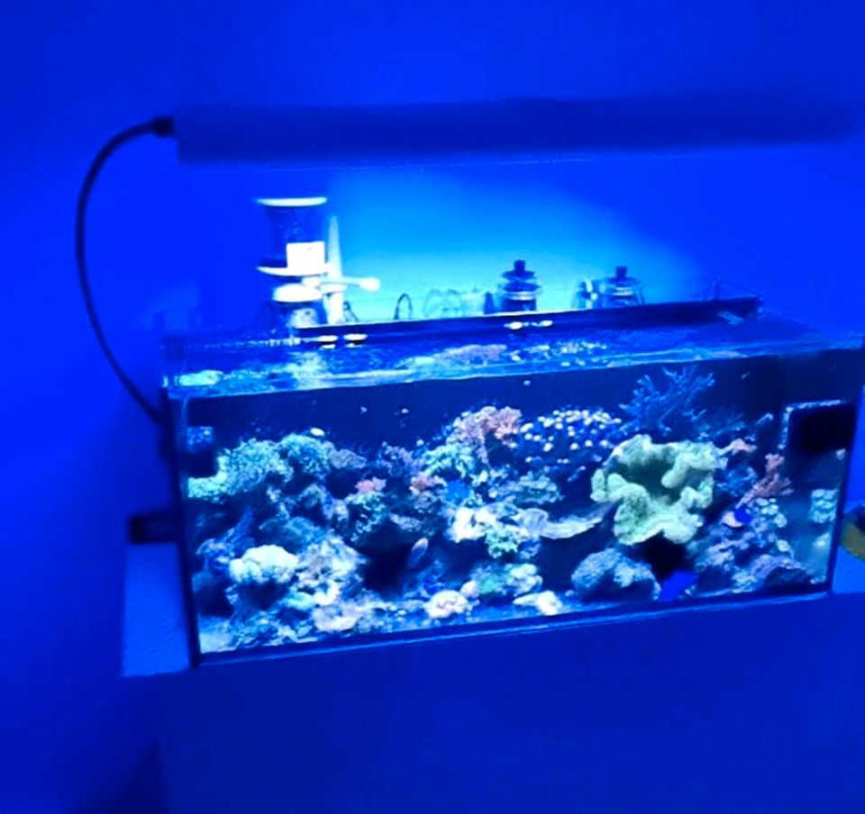 Aquarium Fische in Hamburg
