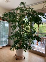 Großer gesunder Ficus Benjamin mit Topf Bayern - Werneck Vorschau
