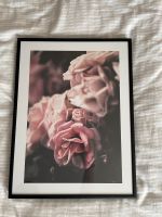 Delicate Rose Poster/Wandbild inkl. Rahmen Niedersachsen - Schwaförden Vorschau