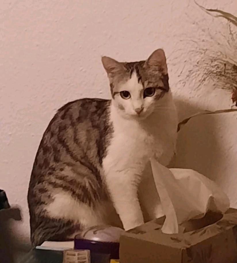 Katze grau getigert mit weiß vermisst / entlaufen / gesucht! in München