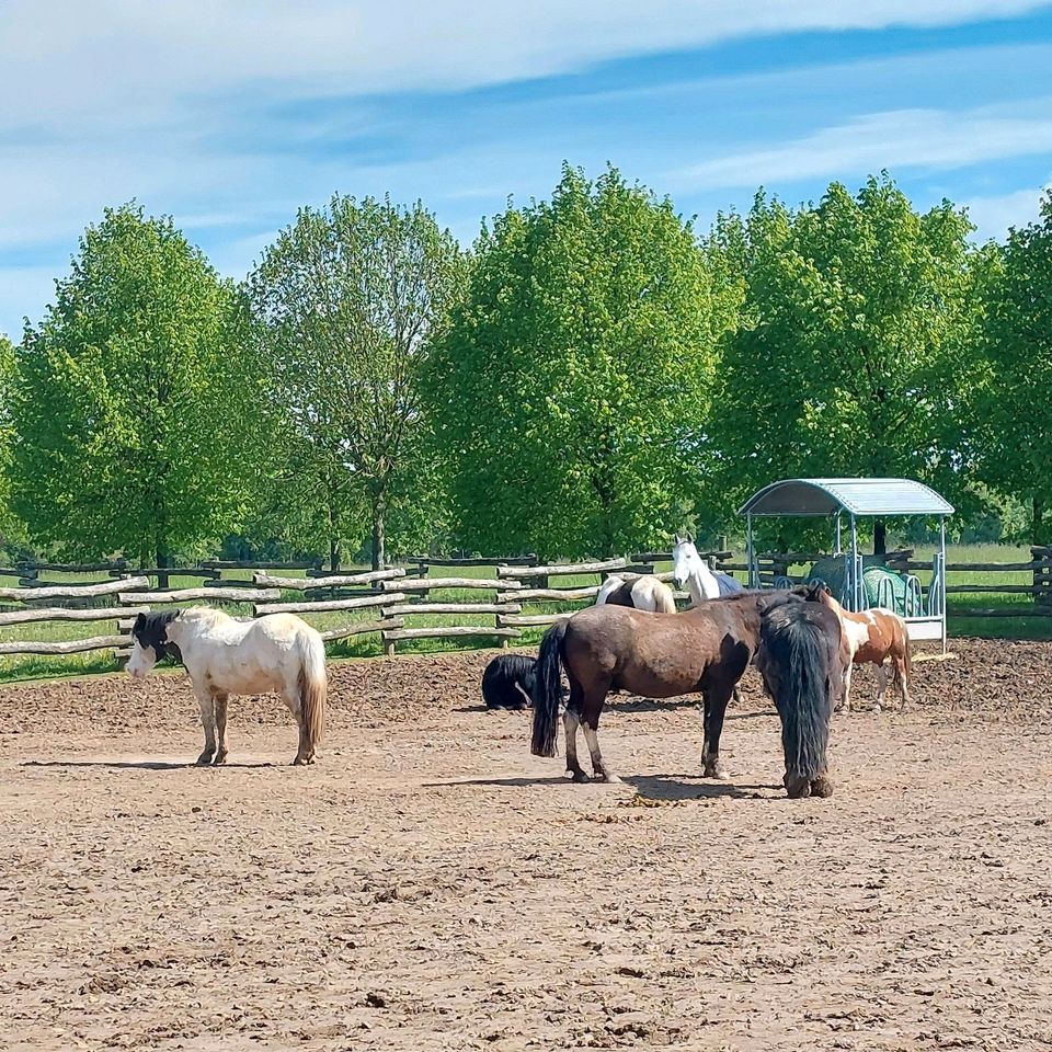 Offenstall/Stall Palatino Ranch mit Reithalle in Steinweiler Pfalz