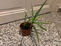 Aloe vera ableger Dresden - Blasewitz Vorschau