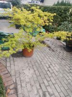 Gelber Schlitzahorn Acer palmatum Niedersachsen - Neuenkirchen - Merzen Vorschau