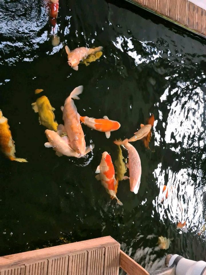 Japan Koi Karashi, Asagi usw. in Burghammer