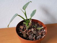 Philodendron hastatum 'Silver Sword' Eimsbüttel - Hamburg Rotherbaum Vorschau