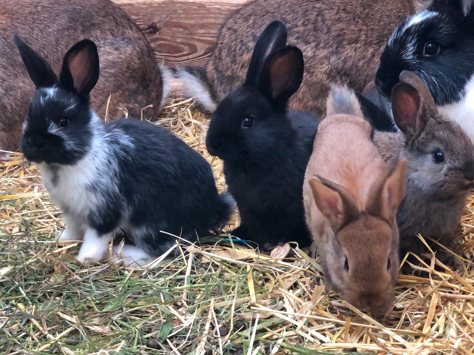 Hasen/Kaninchen zum Weiterfüttern in Köthen (Anhalt)