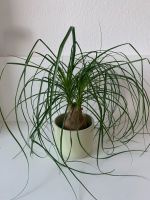 Pflanze Palme Ponytail Palm Elefantenfuß Berlin - Karlshorst Vorschau