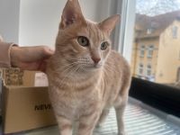 Puma 2 Jahre alt Kater Nordrhein-Westfalen - Herne Vorschau