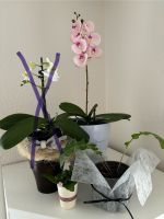 Blühende Orchide inkl. Topf, Feuchtigkeitsmesser + 2 Bl als Gesch Niedersachsen - Vechta Vorschau