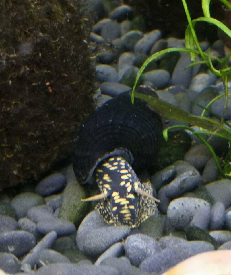 Tylomelanie Gemmifera-Gelbfleck Riesenschnecke in Wuppertal