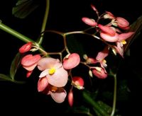 Begonia Corallina - Korallenbegonie Thüringen - Münchenbernsdorf Vorschau