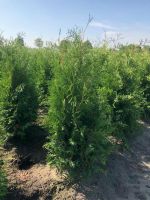 ANGEBOT! Thuja occ. Brabant Heckenpflanzen (lebensbaum) Niedersachsen - Niederlangen Vorschau